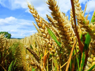 crops