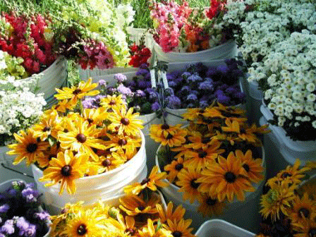 flowers