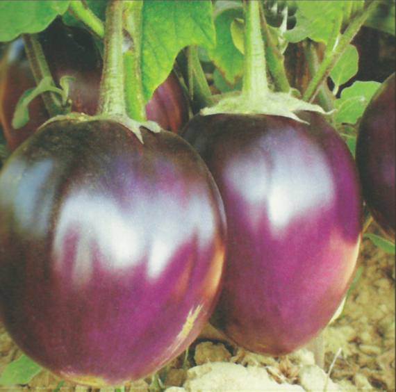 Brinjals