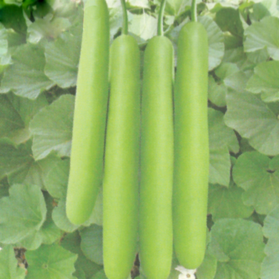 hybrid gourds