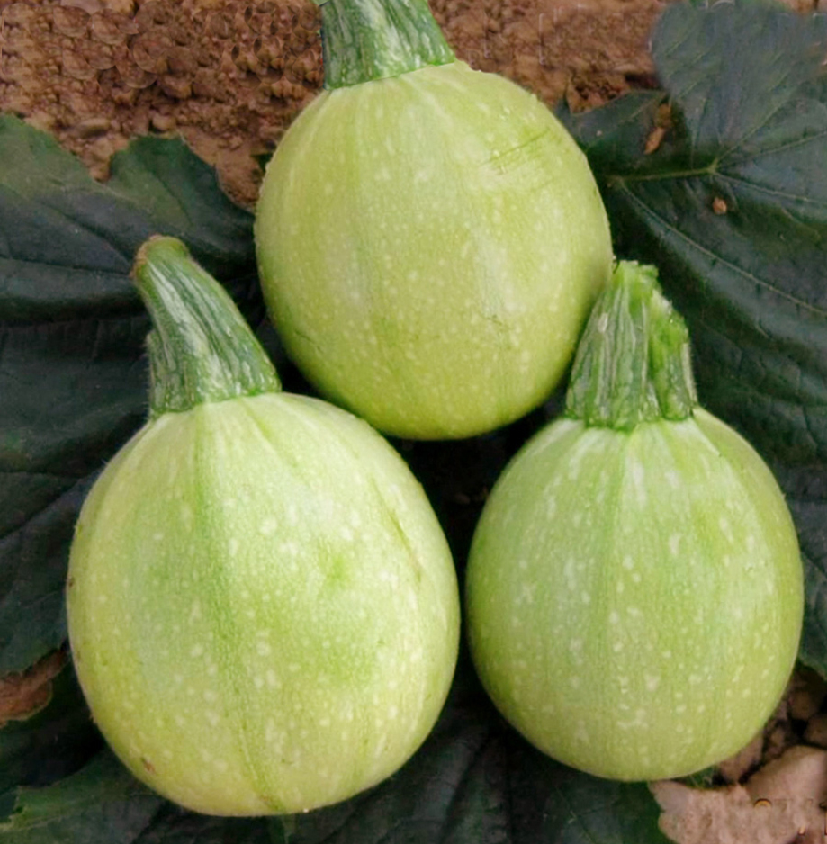 hybrid squash
