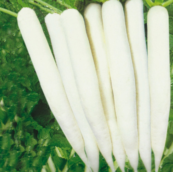 radish